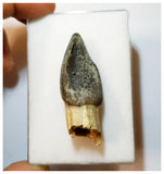 H19 - Rooted 1.96'' Jobaria Sauropod Dinosaur Tooth Jurassic Tiouraren Fm