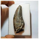 H15 - Eocarcharia dinops Dinosaur Tooth - Cretaceous Elrhaz Fm Tenere Desert