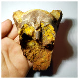 G86- Museum Grade Cretaceous Azhdarchid Pterosaur Partial Cervical Vertebra Bone