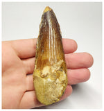 T97 - Huge 3.70 Inch Spinosaurus Dinosaur Tooth Upper Cretaceous KemKem Beds