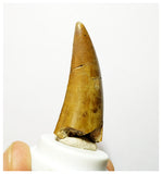 H3 - Rare Eocarcharia dinops Carcharodontosaurid Dinosaur Tooth - Elrhaz Fm