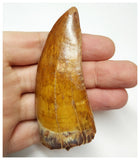T51 - Gem Grade 3.14 Inch Carcharodontosaurus Dinosaur Tooth - Cretaceous KemKem