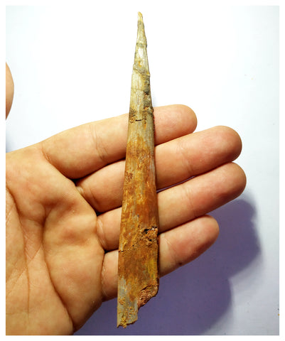 G82 - Exceedingly Rare 5.11 Inch Cretaceous Azhdarchid Pterosaur Dentary Bone