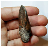 H21 - Nicely Preserved Jobaria Sauropod Dinosaur Tooth Jurassic Tiouraren Fm