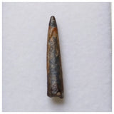 S56 - Top Rare Nigersaurus taqueti Sauropod Dinosaur Tooth Cretaceous Elrhaz Fm