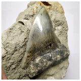 T116 - Finest Quality Serrated 3.46'' Megalodon Tooth in Matrix Indonesia Location