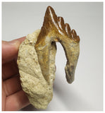 T107 - Nice 2.63 Inch Basilosaurus (Whale Ancestor) Molar Rooted Tooth in Matrix