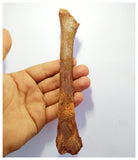 G80- Top Rare Potential Cretaceous Azhdarchid Pterosaur Ulna Bone KemKem