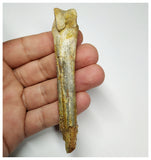 J61 - Top Rare 3.74 Inch Cretaceous Azhdarchid Pterosaur Metacarpal Bone KemKem