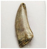 T5 - Finest Grade Afrovenator abakensis Megalosaurid Dinosaur Tooth Jurassic Tiouraren Fm