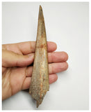 J58 - Museum Grade 5.94'' Cretaceous Azhdarchid Pterosaur Dentary Bone KemKem