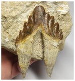 T108 - Nice 3.34 Inch Basilosaurus (Whale Ancestor) Molar Rooted Tooth in Matrix