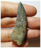 H5 - Rare Eocarcharia dinops Carcharodontosaurid Dinosaur Tooth - Elrhaz Fm