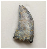 T3- Nicely Serrated Eocarcharia dinops Dinosaur Tooth - Cretaceous Elrhaz Fm Tenere Desert