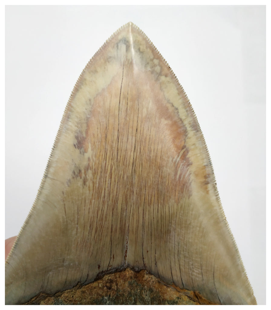 T129 - Insane Huge Serrated 5.51'' Megalodon Tooth from Rare Indonesia ...
