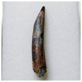 S57 - Top Rare Ornithocheirid Pterosaur Tooth - Lower Cretaceous - Elrhaz Fm