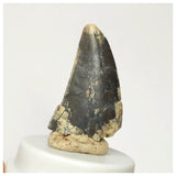 S21 - Rare Afrovenator abakensis Megalosaurid Dinosaur Tooth Jurassic Tiouraren Fm