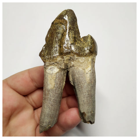 T141 - Rare Huge 3.93 Inch Basilosaurus (Whale Ancestor) Molar Rooted Tooth