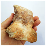 G77- Museum Grade 3.93'' Rare Rebbachisaurid Sauropod Dinosaur Phalanx Toe Bone