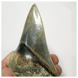 T124 - Finest Quality Serrated 4.80'' Megalodon Tooth in Matrix Indonesia Location