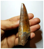 G93 - Gem Grade 3.66 Inch Carcharodontosaurus Dinosaur Tooth - Cretaceous KemKem