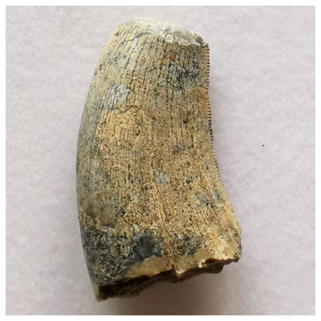 J44- Rare Eocarcharia dinops Dinosaur Tooth - Cretaceous Elrhaz Fm Tenere Desert