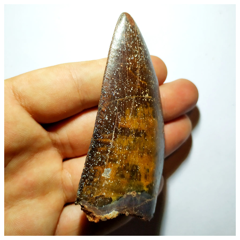 G92 - Gem Grade 3.18 Inch Carcharodontosaurus Dinosaur Tooth - Cretaceous KemKem