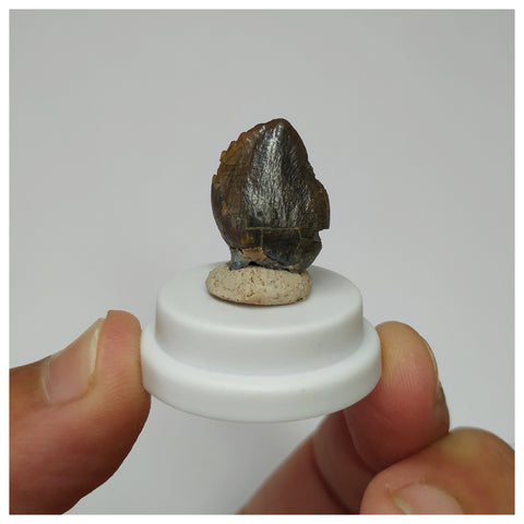 S23 - Top Rare Spinophorosaurus Sauropod Dinosaur Tooth Jurassic Irhazer Fm