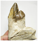 T143 - Rare Huge 4.29 Inch Basilosaurus (Whale Ancestor) Molar Rooted Tooth in Jaw Bone