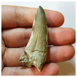 H41 - Awesome Suchomimus tenerensis Dinosaur Tooth Lower Cretaceous Elrhaz Fm