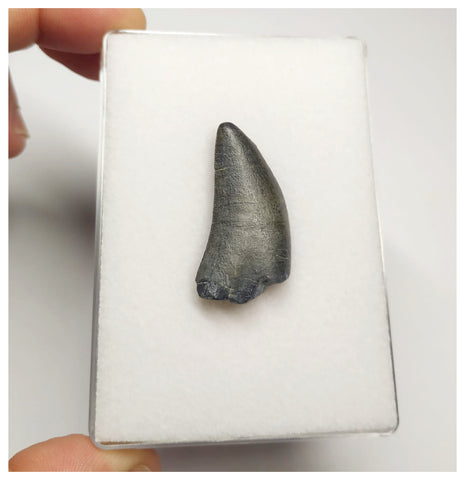 T4- Nicely Serrated Eocarcharia dinops Dinosaur Tooth - Cretaceous Elrhaz Fm Tenere Desert