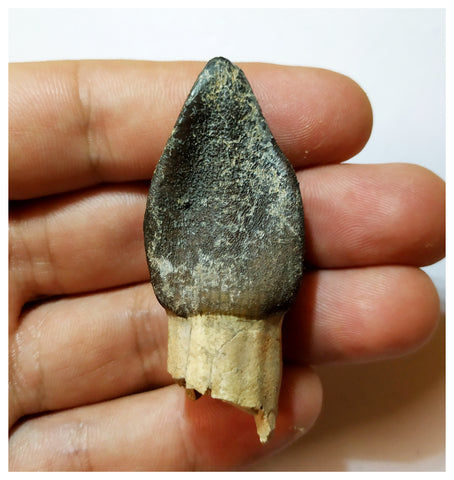 H19 - Rooted 1.96'' Jobaria Sauropod Dinosaur Tooth Jurassic Tiouraren Fm