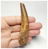 T100 - Large 3.74 Inch Spinosaurus Dinosaur Tooth Upper Cretaceous KemKem Beds