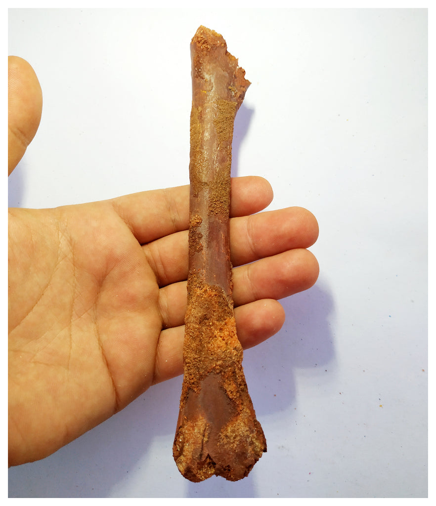 G80- Top Rare Potential Cretaceous Azhdarchid Pterosaur Ulna Bone KemKem