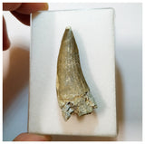 H41 - Awesome Suchomimus tenerensis Dinosaur Tooth Lower Cretaceous Elrhaz Fm