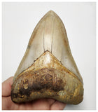 T129 - Insane Huge Serrated 5.51'' Megalodon Tooth from Rare Indonesia Location