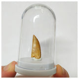 Z28 - Finest Grade 1.14 Inch Abelisaurid Dinosaur Tooth Upper Cretaceous KemKem