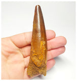 T93- Impressive Huge 4.01 Inch Spinosaurus Dinosaur Tooth Cretaceous KemKem Beds