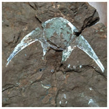 G42 - Extremely Rare Stensiopelta pustulata Devonian Fossil Fish Skull - Ukraine