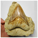 T117 - Finest Quality Serrated 4.44'' Megalodon Tooth in Matrix Indonesia Location