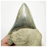 T124 - Finest Quality Serrated 4.80'' Megalodon Tooth in Matrix Indonesia Location