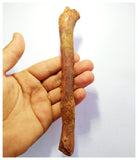 G80- Top Rare Potential Cretaceous Azhdarchid Pterosaur Ulna Bone KemKem