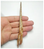 T71 - Exceedingly Rare 5.70 Inch Alanqa saharica Cretaceous Azhdarchid Pterosaur Dentary Bone