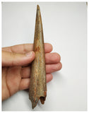 J58 - Museum Grade 5.94'' Cretaceous Azhdarchid Pterosaur Dentary Bone KemKem