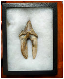 J34 - Finest Grade Huge 12,1cm Basilosaurus (Whale Ancestor) Molar Rooted Tooth