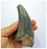 G76 - Museum Grade Suchomimus tenerensis Dinosaur Foot Claw Lower Cretaceous Elrhaz Fm