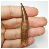 J28 - Fully Rooted 2.51'' Red Spinosaurus Dinosaur Tooth Cretaceous KemKem Beds