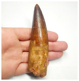 T92 - Huge 4.29 Inch Spinosaurus Dinosaur Tooth Upper Cretaceous KemKem Beds