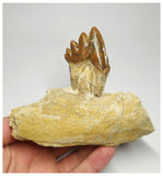 T109 - Rare Huge 4.52 Inch Basilosaurus (Whale Ancestor) Molar Rooted Tooth in Jaw Bone