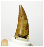 H3 - Rare Eocarcharia dinops Carcharodontosaurid Dinosaur Tooth - Elrhaz Fm